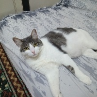 Tekir Kedi, Kedi  ZEYNA fotoğrafı