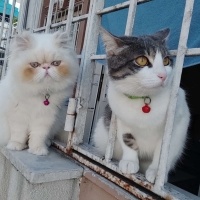 Tekir Kedi, Kedi  ZEYNA fotoğrafı