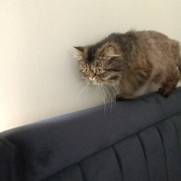 İran Kedisi (Persian), Kedi  Köfte fotoğrafı