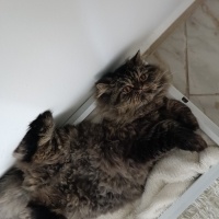 İran Kedisi (Persian), Kedi  Köfte fotoğrafı