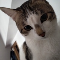Tekir Kedi, Kedi  Cücü fotoğrafı