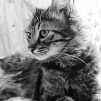 Norwegian Forest, Kedi  fındık fotoğrafı