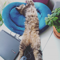 Norwegian Forest, Kedi  fındık fotoğrafı