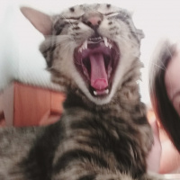 Norwegian Forest, Kedi  fındık fotoğrafı