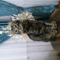 Norwegian Forest, Kedi  fındık fotoğrafı