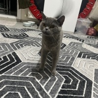 British Shorthair, Kedi  Duman fotoğrafı