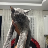 British Shorthair, Kedi  Duman fotoğrafı