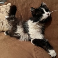 İran Kedisi (Persian), Kedi  Ares fotoğrafı