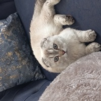 Scottish Fold, Kedi  Müslüm fotoğrafı