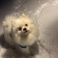 Pomeranyalı, Köpek  SNOWY fotoğrafı