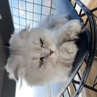 Scottish Fold, Kedi  pablo fotoğrafı