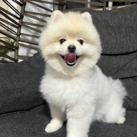 Pomeranyalı, Köpek  Bulut fotoğrafı