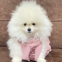 Pomeranyalı, Köpek  Bulut fotoğrafı