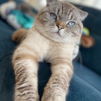 Scottish Fold, Kedi  Paşa fotoğrafı