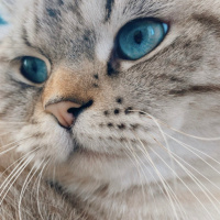 Scottish Fold, Kedi  Paşa fotoğrafı