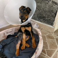 Doberman Pinscher, Köpek  Ares fotoğrafı