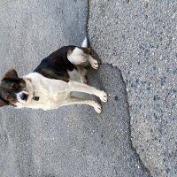 Border Collie, Köpek  Benek fotoğrafı