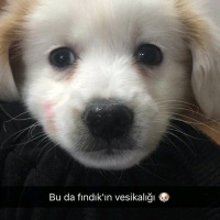 Jack Russell Terrier, Köpek  FINDIK fotoğrafı