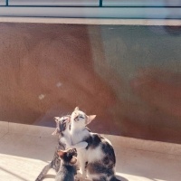 Tekir Kedi, Kedi  Fındık fotoğrafı