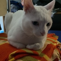 Van Kedisi, Kedi  Pamuk fotoğrafı