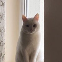 Van Kedisi, Kedi  Pamuk fotoğrafı