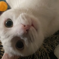 Van Kedisi, Kedi  Pamuk fotoğrafı