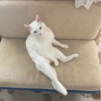 Van Kedisi, Kedi  Pamuk fotoğrafı