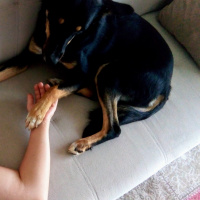 Rottweiler, Köpek  Paşa fotoğrafı