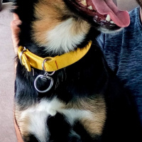 Rottweiler, Köpek  Paşa fotoğrafı