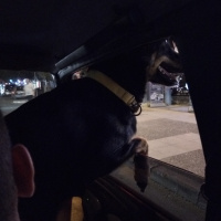 Rottweiler, Köpek  Paşa fotoğrafı