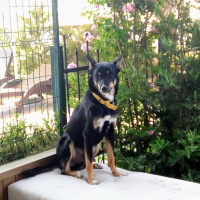 Rottweiler, Köpek  Paşa fotoğrafı