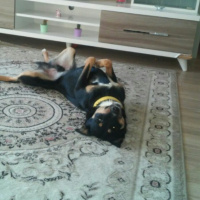 Rottweiler, Köpek  Paşa fotoğrafı