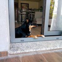 Rottweiler, Köpek  Paşa fotoğrafı