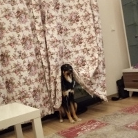 Rottweiler, Köpek  Paşa fotoğrafı