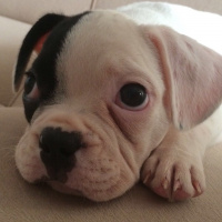 Fransız Bulldog, Köpek  çarşı fotoğrafı