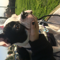 Fransız Bulldog, Köpek  çarşı fotoğrafı