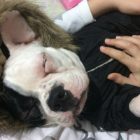 Fransız Bulldog, Köpek  çarşı fotoğrafı