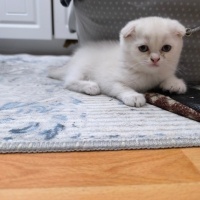 Scottish Fold, Kedi  Yok fotoğrafı