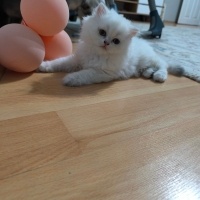 Scottish Fold, Kedi  Yok fotoğrafı