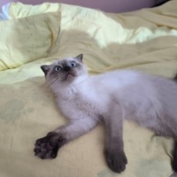 Scottish Fold, Kedi  Yok fotoğrafı