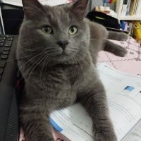 British Shorthair, Kedi  Duman fotoğrafı
