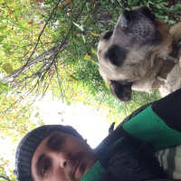 Kangal, Köpek  Kral fotoğrafı