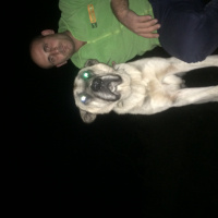 Kangal, Köpek  Kral fotoğrafı
