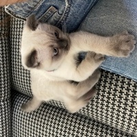 British Shorthair, Kedi  mochi fotoğrafı