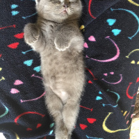 Scottish Fold, Kedi  Çakıl fotoğrafı
