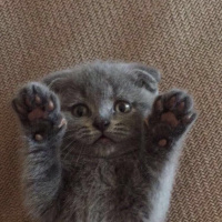 Scottish Fold, Kedi  Çakıl fotoğrafı