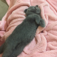 Scottish Fold, Kedi  Çakıl fotoğrafı
