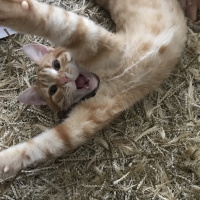 Tekir Kedi, Kedi  fanta fotoğrafı