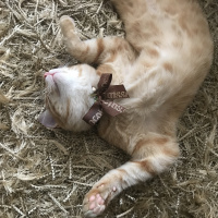Tekir Kedi, Kedi  fanta fotoğrafı