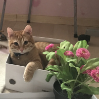 Tekir Kedi, Kedi  fanta fotoğrafı